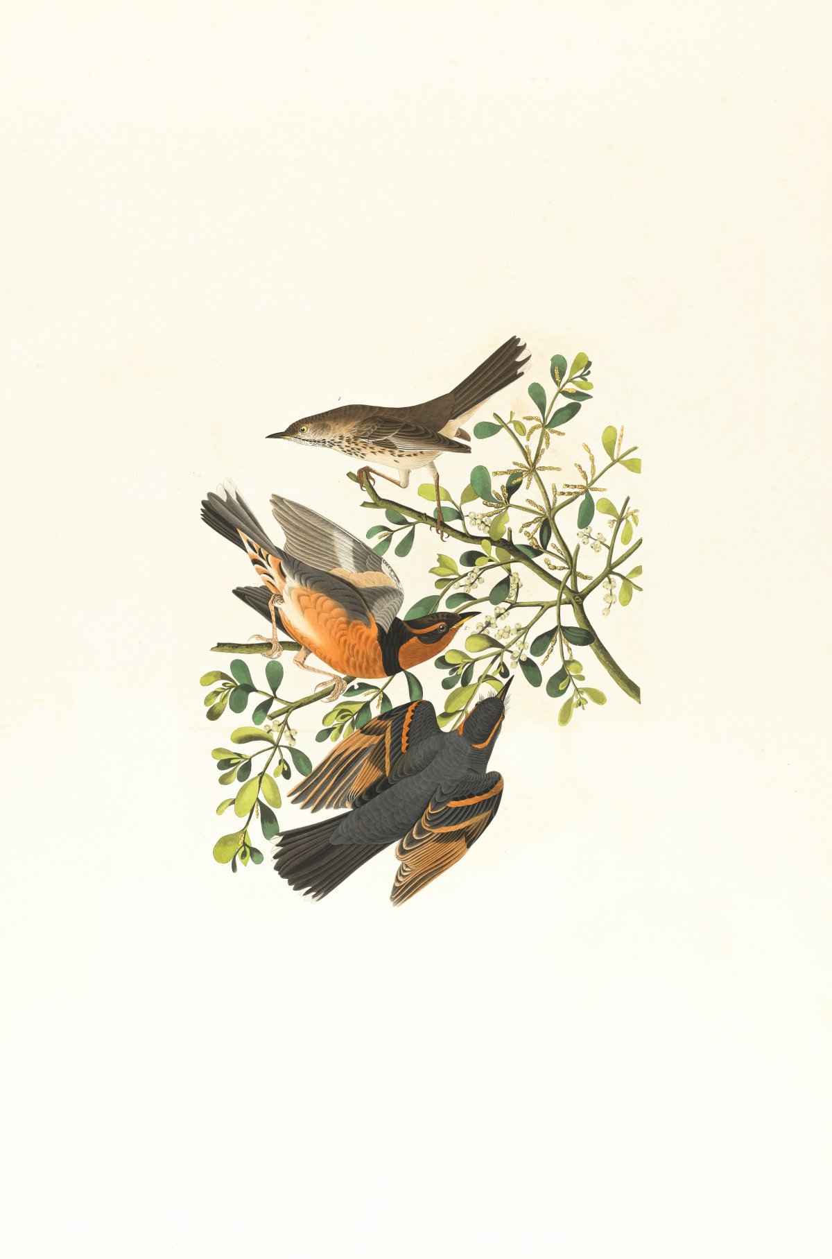 The Kingfisher